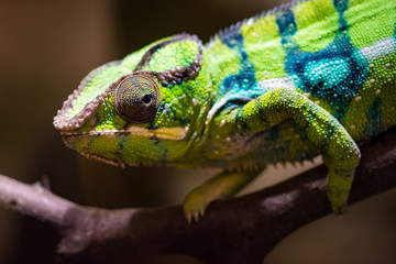 Macro shot of a panther chameleon