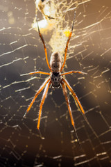 Spider sitting in its web waiting for prey