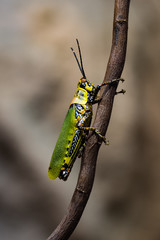 Closeup of a green grasshopper