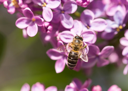 The bee flies on the flowers of the lilac