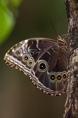 Blue morpho butterfly on a tree