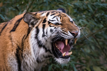 Closeup of a siberian tiger