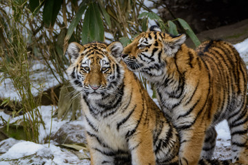 Closeup of a siberian tiger