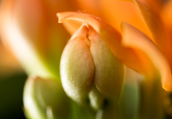 Obraz premium A small orange flower as a background