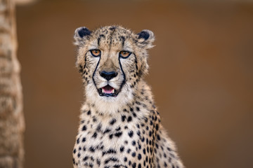Closeup of a cheetah © Thorsten Spoerlein
