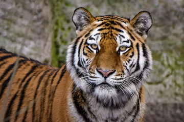 Naklejka premium Closeup of a siberian tiger