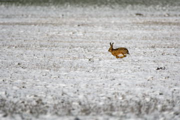 European hare running in a snowy field
