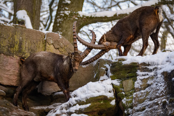 Two male european ibex fighting on a rocky edge