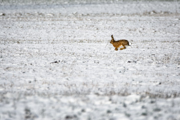 European hare running in a snowy field
