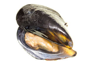 Mussels in the sink over white background