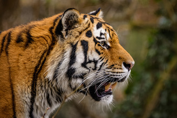Closeup of a siberian tiger