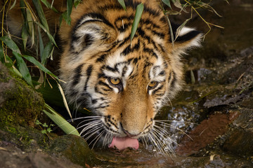 Closeup of a siberian tiger