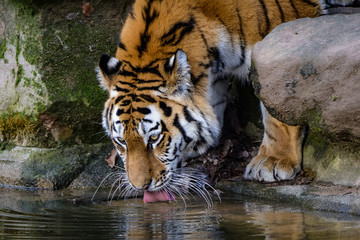 Closeup of a siberian tiger