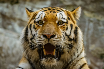 Closeup of a siberian tiger