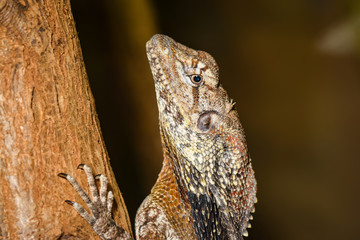 Closeup of a frill necked lizard