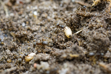 Ants carrying an egg to their nest