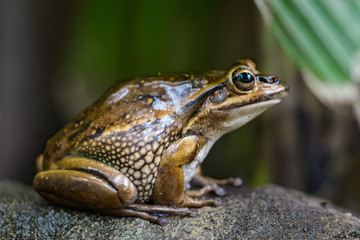 Closeup of a brown frog