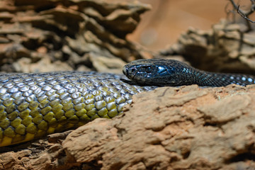 Fototapeta premium Closeup of a taipan