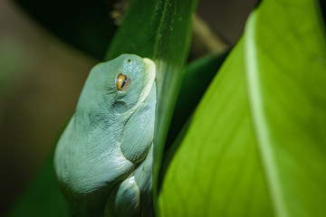 Australian tree frog resting on a leaf