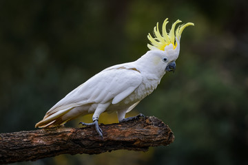 White cockatoo on a branch - obrazy, fototapety, plakaty