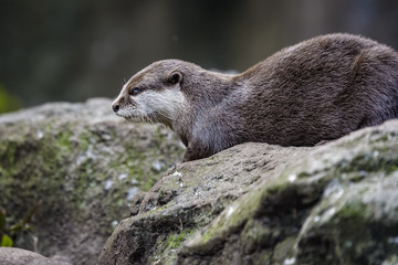 European fish otter sitting on a rock at the water edge