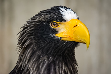 Closeup of a stellers sea eagle