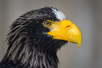 Naklejka premium Closeup of a stellers sea eagle