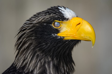 Closeup of a stellers sea eagle