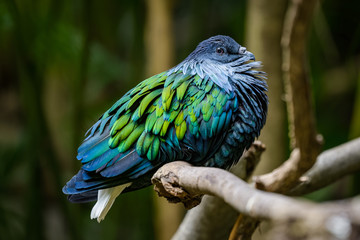 Nicobar pigeon sitting on a branch