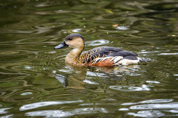 Duck swimming on a lake