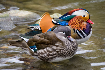 A pair of mandarin ducks standing in shallow water