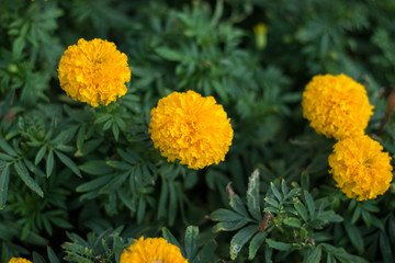 The Marigold flower in public garden.