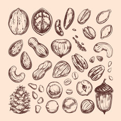 Nuts and seeds collection. Vector Hand drawn objects . Isolated on white. Modern brushpen Calligraphy.