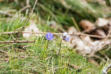 Leberblümchen
