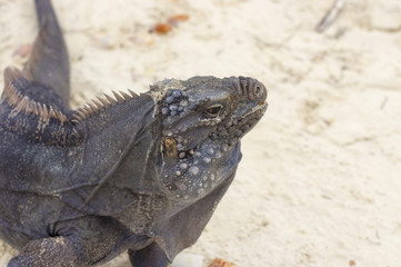 Head of Iguana side view in profile close-up