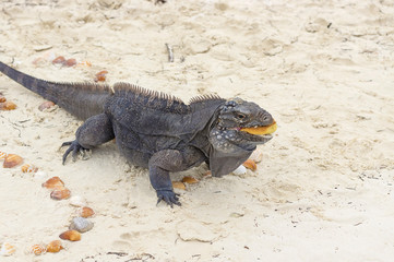 Iguana keeps a mouthful of cookies close-up