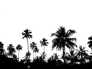 красивый черный силуэт на белом фоне тропических пальм              