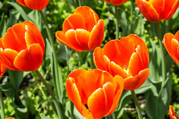 tulip flowers in garden