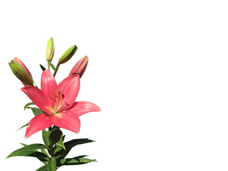 Blooming beautiful garden lily of coral color. Isolated on white background. Photo from iPhone.  Mock up, copy space