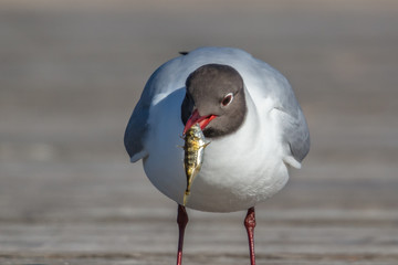 möwe