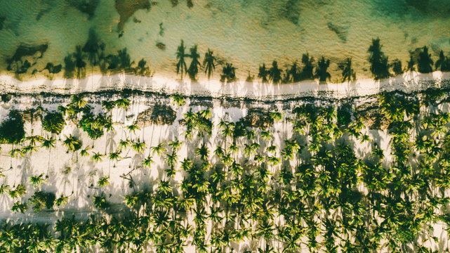 Swadow on water. Reflection palm trees