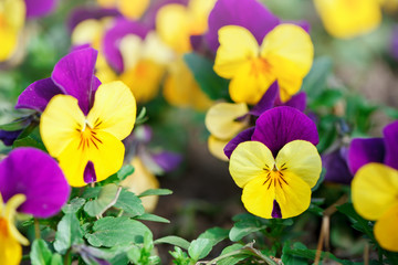 Pansy Flowers vivid spring colors against a lush green background. Macro images. Selective focus.