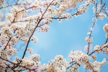 Beautiful blooming Apple trees in the spring garden. Close up.
