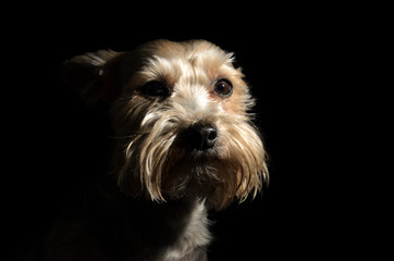 Yorkshire terrier dogs on a dark background