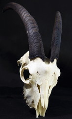 Skull of a goat with horns.