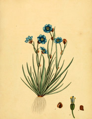 Illustration of the plant.