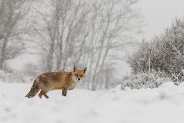 Red fox in a white winter landscape
