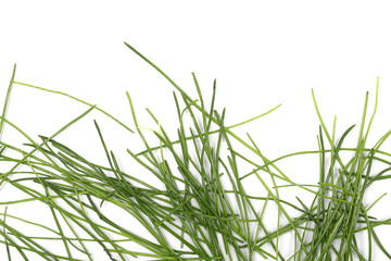 Green grass isolated on white background and texture