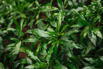 bush in the garden