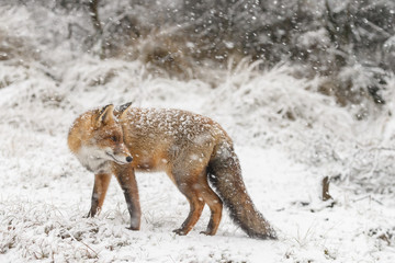 Red fox in a white winter landscape
